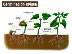 Descubre La Diferencia Entre Germinación Epígea E Hipógea