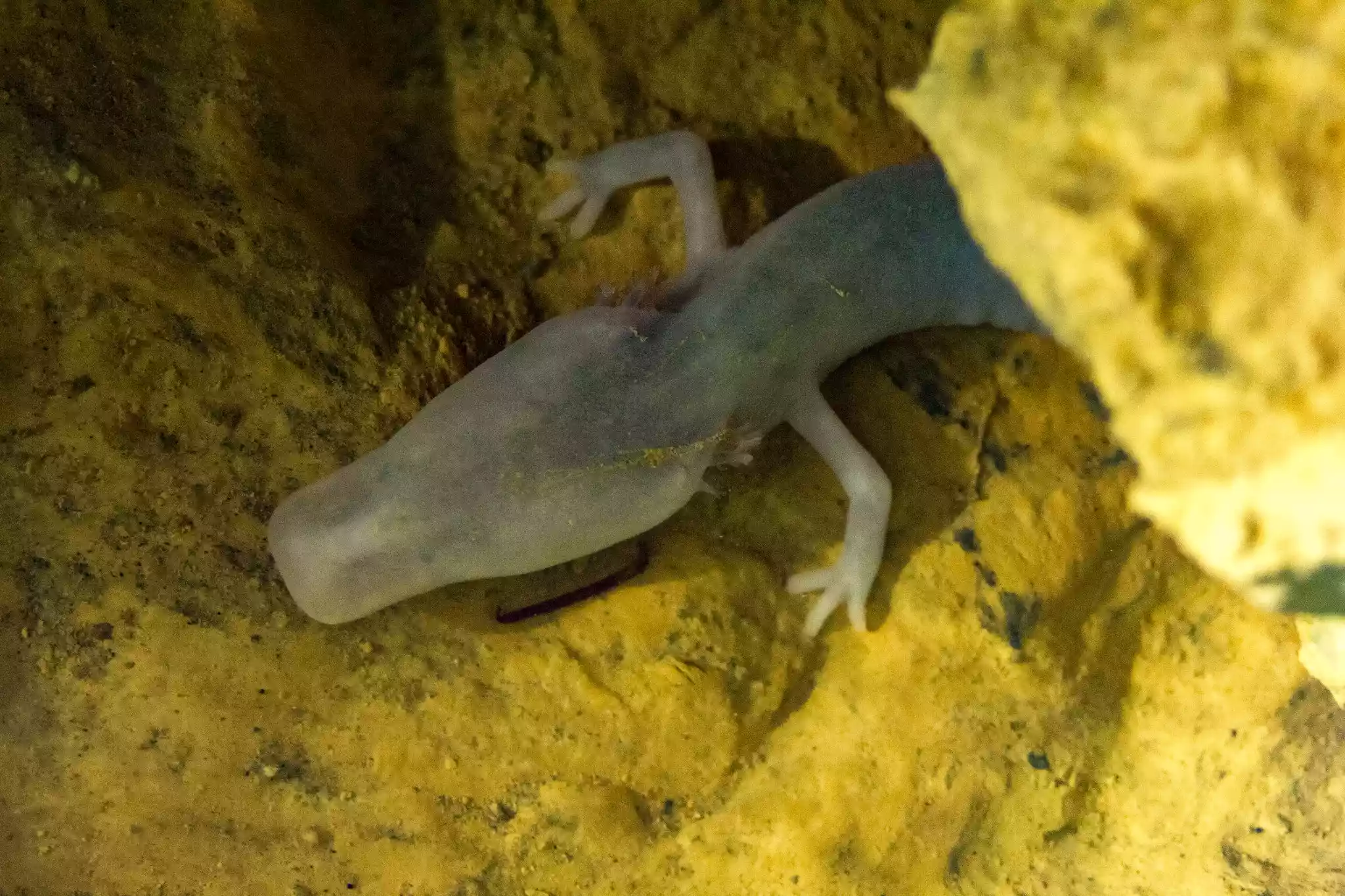 Troglobios: criaturas fascinantes de las cuevas